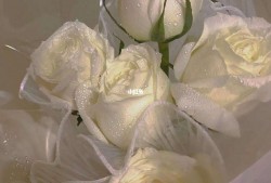 白玫瑰花(白玫瑰花代表什么含义)
