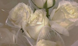 白玫瑰花(白玫瑰花代表什么含义)