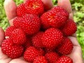 野草莓的图片(野草莓的图片 功效治蛇咬伤吗)